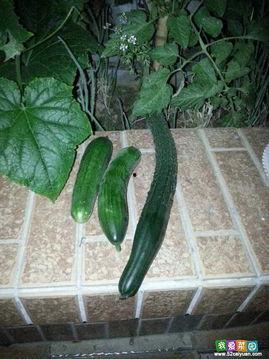 国产大黄瓜视频