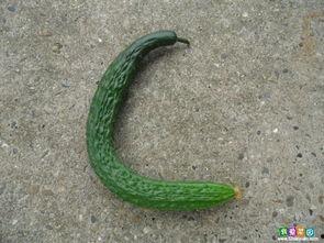 国产大黄瓜视频