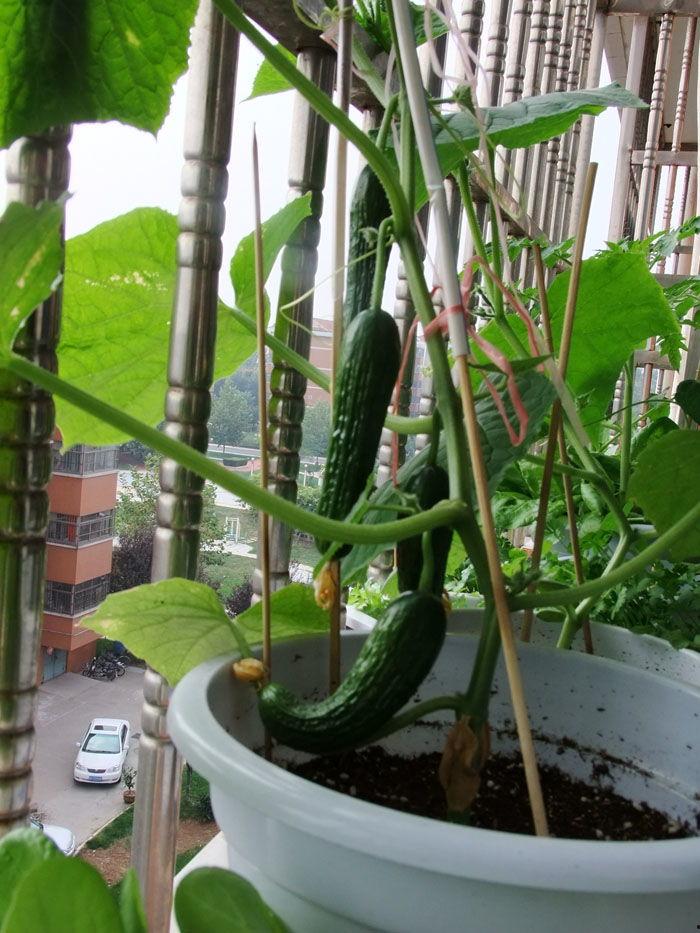 国产大黄瓜视频