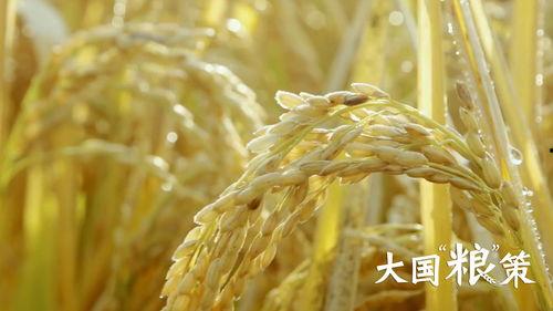 国产膨化粮评测视频,口感与营养大揭秘