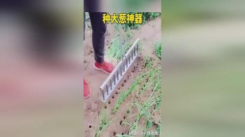 国产种葱神器视频,革新农业种植新篇章