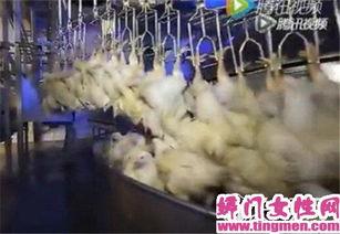 国产杀鸡机械视频大全,高效便捷的现代化养殖利器大盘点