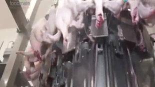 国产杀鸡机械视频大全,高效便捷的现代化养殖利器大盘点