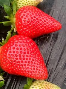 草莓视频国产大全