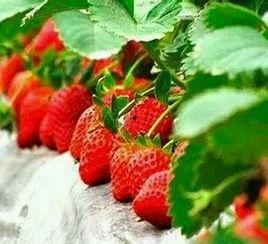 草莓视频国产大全