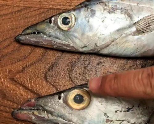 老外养国产鱼视频,揭秘中国水产养殖的绿色革命  第1张