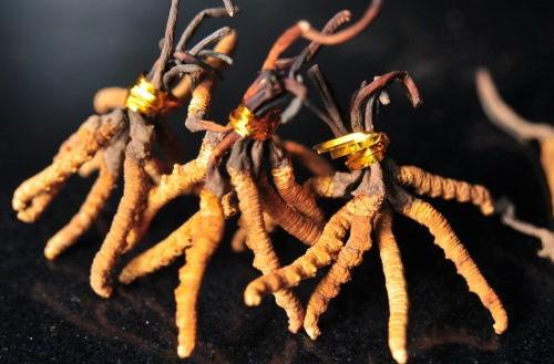 国产冬虫夏草产品介绍视频