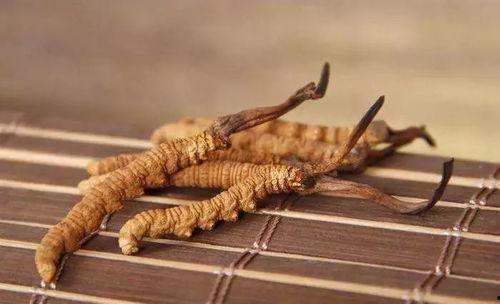 国产冬虫夏草产品介绍视频